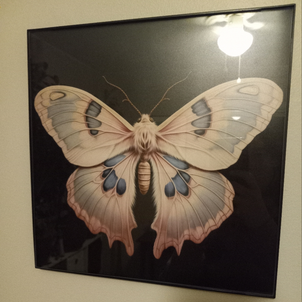 12×12 framed moth picture